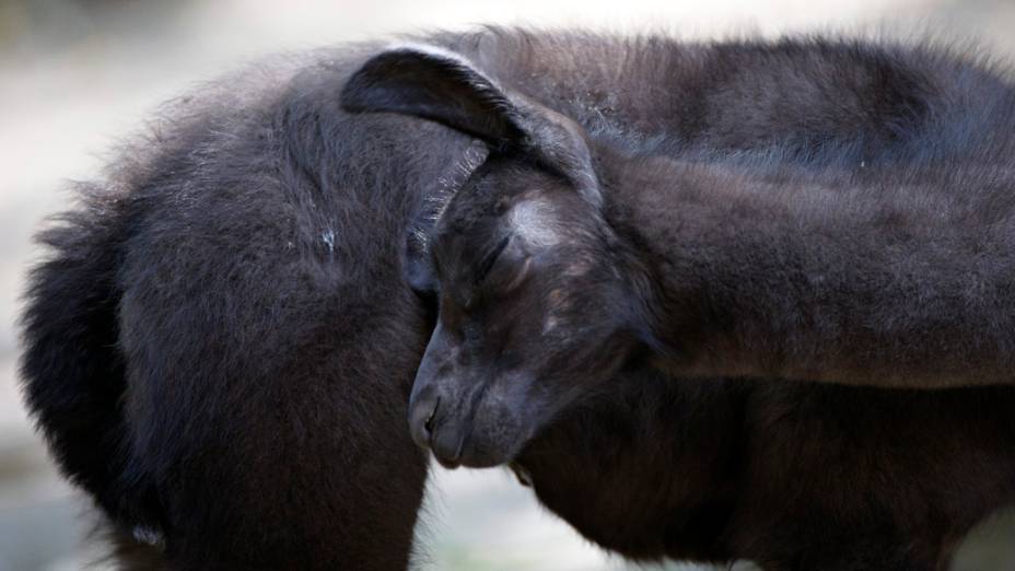 Filhote de Lhama é visto em zoológico da Alemanha