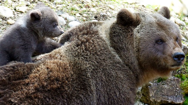 Um filhote de urso com sua mãe em parque animal perto Vallorbe, na Suíça