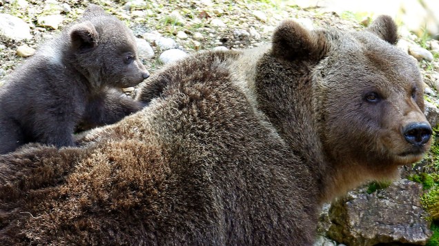 Um filhote de urso com sua mãe em parque animal perto Vallorbe, na Suíça Um filhote de urso com sua mãe em parque animal perto Vallorbe, na Suíça