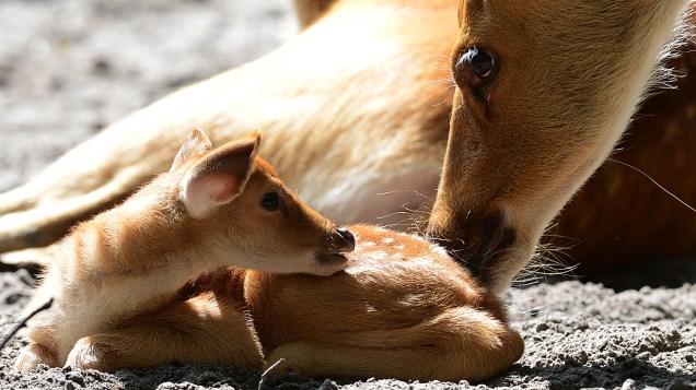 Filhote de cervo recebe os cuidados da mãe em cercado do zoológico de Berlim, na Alemanha