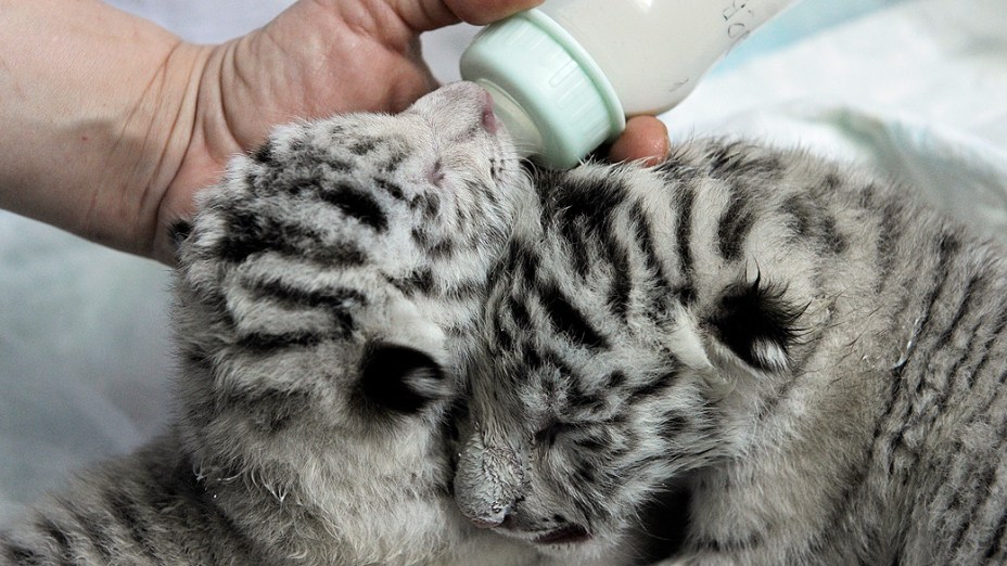 Funcionários de zoológico cuidam dos filhotes da tigresa Tigryulia, de três anos, na cidade de Yalta, na Ucrânia