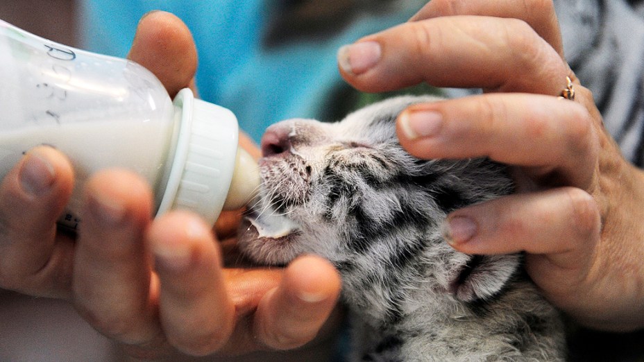 Funcionários de zoológico cuidam dos filhotes da tigresa Tigryulia, de três anos, na cidade de Yalta, na Ucrânia