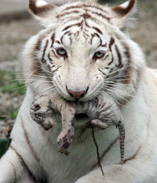 A tigresa branca de bengala Tigryulia, de três anos, cuida de um de seus filhotes em zoológico da cidade de Yalta, na Ucrânia. A tigresa, que se tornou símbolo da campanha presidencial de Yulia Tymoshenko
