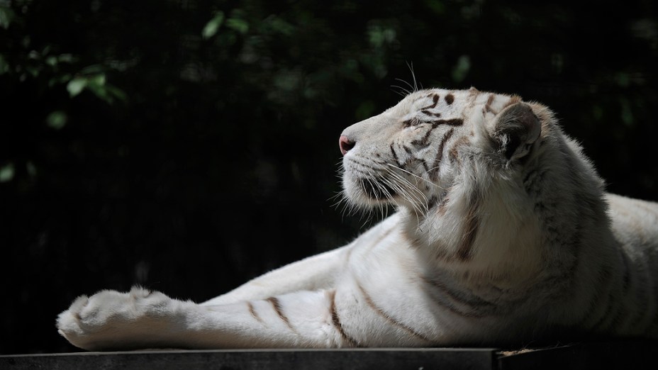 A tigresa Tigryulia, de três anos, descansa em zoológico da cidade de Yalta, na Ucrânia