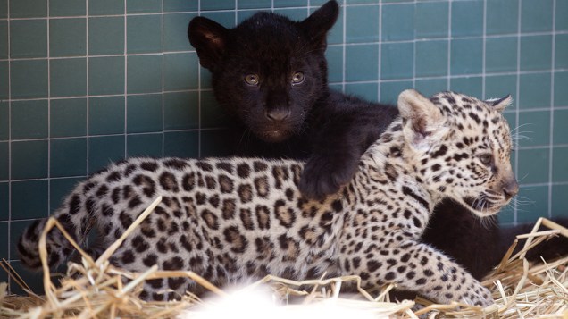 Filhotes de jaguar são apresentados à imprensa. Trigêmeos nasceram no zoológico de Berlim, na Alemanha