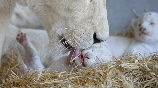 Seis filhotes de leão branco são apresentados no Circo Krone, na cidade de Kempten, sul da Alemanha. A leoa Princesa deu à luz os filhotes na quarta-feira (11)