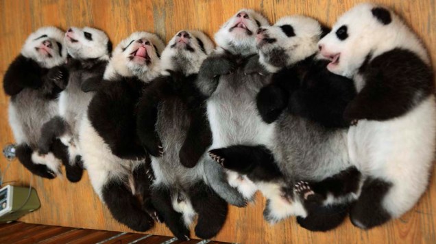 Filhotes de panda no centro de pesquisa sobre a espécie em Chengdu, na China