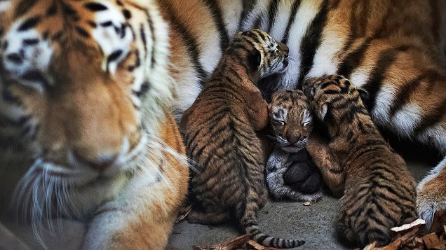 Imagem disponibilizada pelo zoológico Odense, da Dinamarca mostra tigre fêmea, depois que ela deu à luz três filhotes