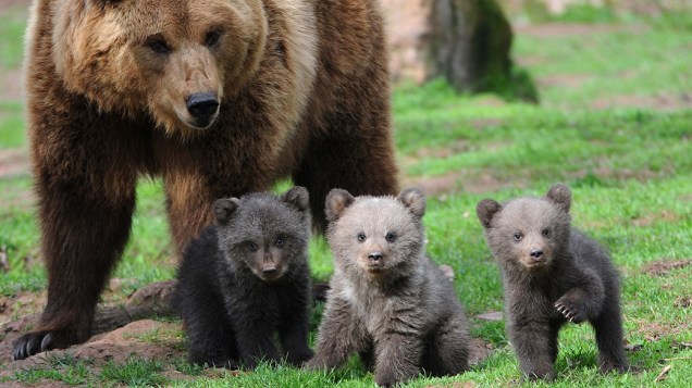Ursos em parque de vida selvagem em Tripsdrill, na Alemanha