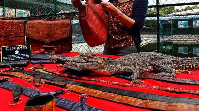 Um jacaré vivo é exibido ao lado de bolsas e outros acessórios de couro feitos com a pele do animal. Os artigos são vendidos em uma fazenda de jacarés nas Filipinas