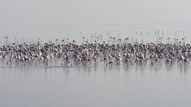 Flamingos durante fluxo migratório na ilha Khadir, Índia