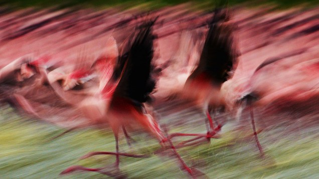 Flamingos são retratados no Lago Oloidien próximo a Naivasha, Quênia