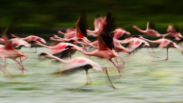 Flamingos migram em busca de alimento