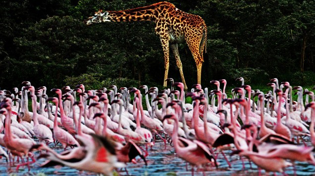 Flamingos são retratados junto com uma girafa no Lago Oloidien próximo a Naivasha, Quênia
