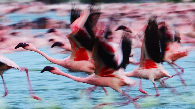 Flamingos migram em busca de alimento no Quênia