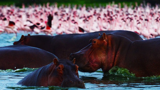 Flamingos junto a um grupo de hipopótamos no Lago Oloidien próximo a Naivasha, Quênia