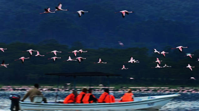 Grupo de flamingos sobrevoa Lago Oloidien próximo a Naivasha, Quênia