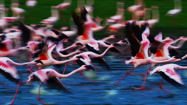 Flamingos são retratados no Lago Oloidien próximo a Naivasha, Quênia
