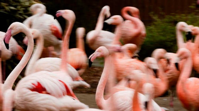 Flamingos em zoológico de Berlim, Alemanha