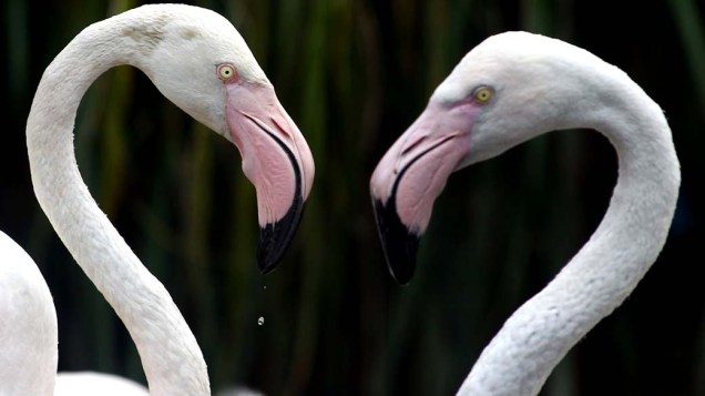 Flamingos no zoológico de Bristol, Inglaterra