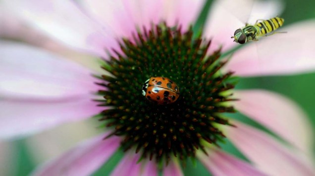 Joaninha é vista sobre uma flor em jardim na cidade alemã de Colônia