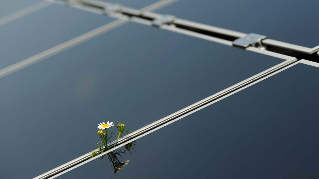 Flor é vista entre placas de energia solar na cidade de Puchheim, Alemanha
