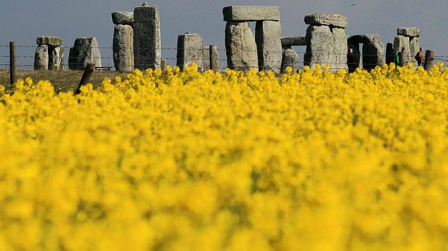 Flores em um campo próximo do antigo monumento de Stonehenge, perto de Amesbury, na Inglaterra