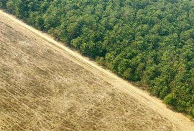 Vista aérea de fazenda no Mato Grosso cuja plantação invadiu a floresta amazônica