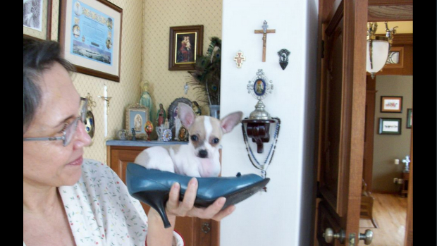 Atriz Florinda Meza nos dias de hoje com um dos cachorros do casal. "Pancho [nome do cão] com 3 meses dentro de um sapato de Florinda", Roberto Bolaños