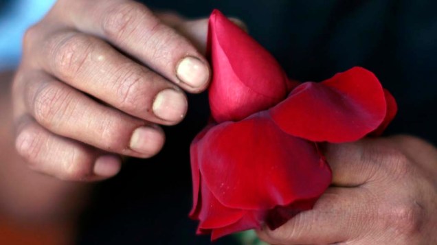 Florista prepara botão de rosa para vendas do Dia dos Namorados em Los Angeles, Estados Unidos