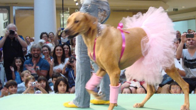 Cachorrada cai na folia em concurso de fantasias em São Paulo
