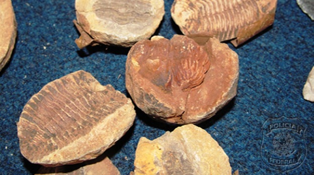 Fósseis apreendidos pela PF na feira de antiguidades do Masp