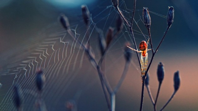 Uma aranha constroi sua teia em uma planta, na Bulgária