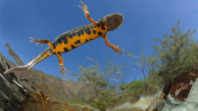 Uma salamandra listrada é fotograda de dentro da água nadando em um charco, na Itália