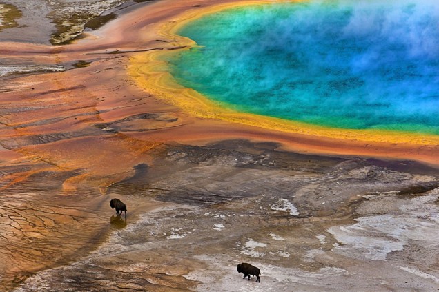 Bisões são vistos caminhando ao lado de águas termais coloridas por bactérias, no Parque Nacional de Yellowstone, nos Estados Unidos