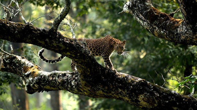 Um leopardo é fotografado sob árvores em Karantaka, na Índia