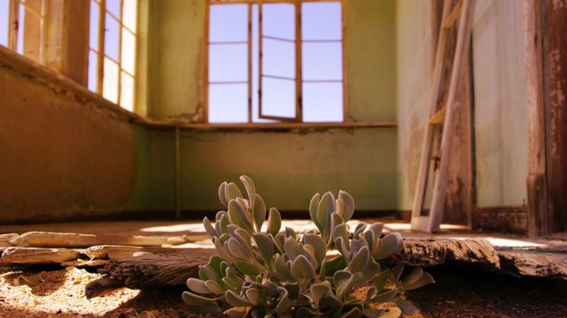 Planta cresce debaixo do assoalho de uma casa em Kolmanskop Ghost Town, na Namíbia