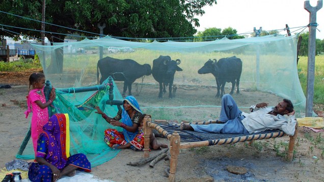 Um fazendeiro cria búfalos no quintal de sua casa em Gujarate, na Índia