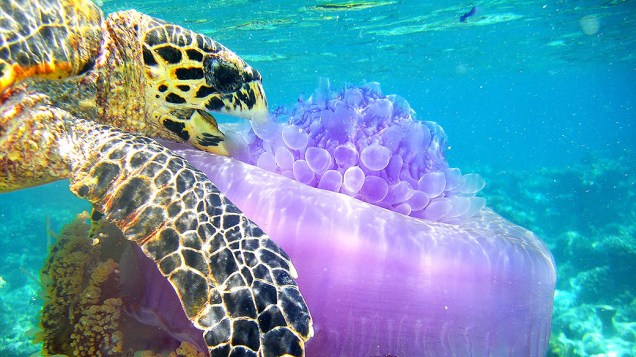 Uma tartaruga marinha se alimenta de uma água-viva em um recife no atol de Ari,, nas Maldivas