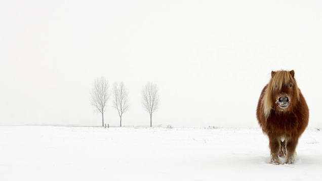 Com esta imagem de um pônei na neve, o holandês Gert van den Bosch, venceu o prêmio na categoria Natureza
