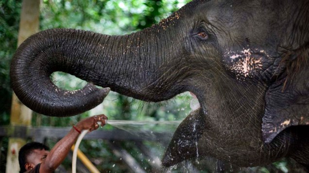 Elefante ameaçado de extinção em reserva na Malásia