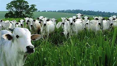 A Fazendas Reunidas Boi Gordo faliu em fevereiro de 2004