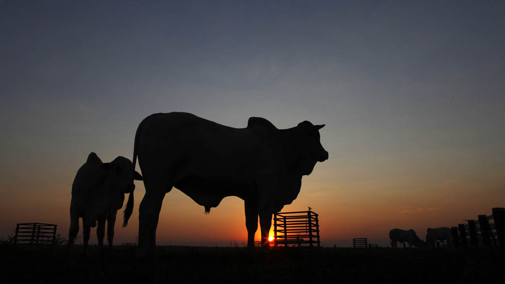 Bois Zebu em fazenda em Sorriso, Mato Grosso