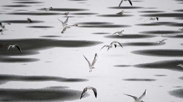 Gaivotas voam sobre lago congelado em Berlim, na Alemanha