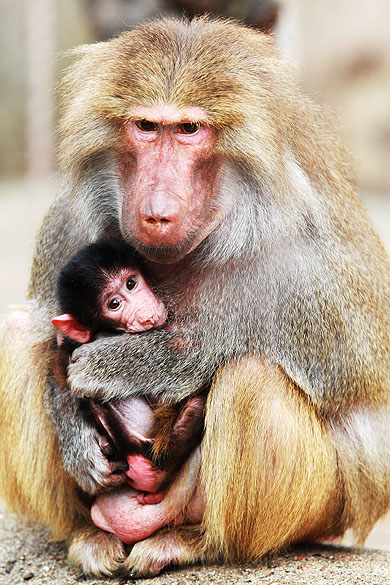 Filhote de macaco babuíno nos braços de sua mãe no zoológico Hagenbeck em Hamburgo, Alemanha