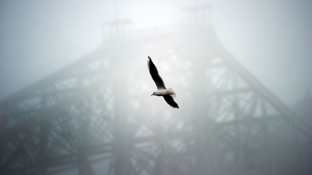 Gaivota voa na frente da ponte Blaues Wunder escondida pela névoa, em Dresden, leste da Alemanha