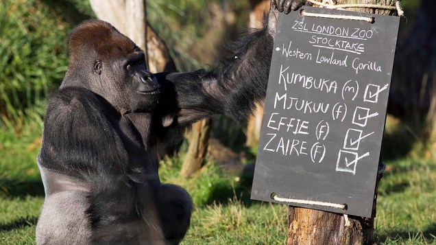 Um gorila de planície chamado Kumbuka fotografado ao lado de uma placa durante realização do inventário anual no Zoológico de Londres