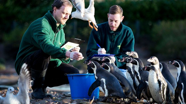 Funcionários do zoológico de Londres alimentam um grupo de pinguins enquanto fazem a contagem dos animais durante realização do inventário anual 