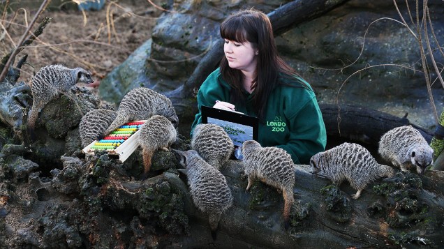 Funcionária no recinto dos suricatos durante realização do inventário anual do Zoológico de Londres