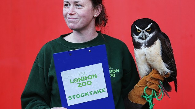 Funcionária segura uma coruja-de-óculos chamada Elton durante realização do inventário anual do Zoológico de Londres